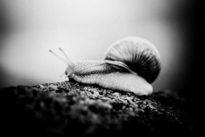 A snail symbolizing the slow rollout of Google's helpful content update.
